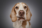 Beagle portrait