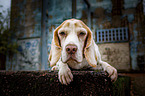 lying Beagle