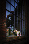 Beagle in the city