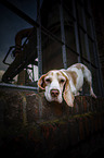 Beagle in the city