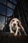 Beagle in the city