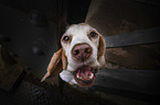 Beagle portrait