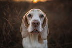 Beagle at sunset