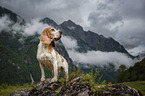 Beagle in the mountains