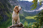 Beagle in the mountains