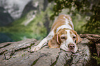 Beagle in the mountains