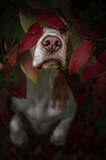 Beagle in autumn leaves