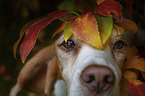 Beagle portrait