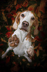 Beagle in autumn leaves