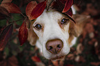 Beagle portrait