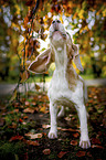 Beagle in the autumn
