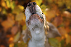Beagle portrait