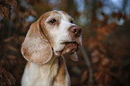 Beagle portrait