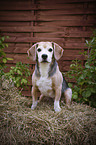 sitting Beagle