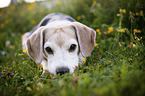 lying Beagle