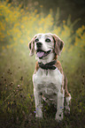 sitting Beagle