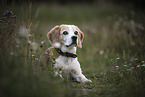 lying Beagle