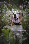 sitting Beagle
