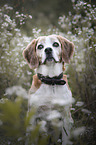 sitting Beagle