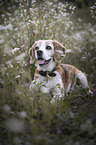 lying Beagle