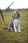 sitting Beagle