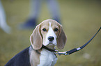 Beagle portrait