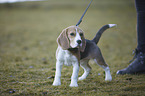 standing Beagle