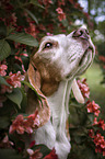 Beagle portrait