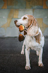 standing Beagle