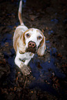 standing Beagle