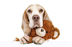 Beagle with teddy