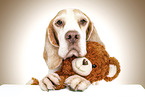 Beagle with teddy