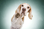 Beagle in front of green background