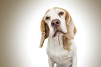 Beagle in front of brown background