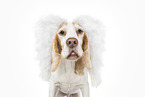 Beagle in costume