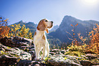 standing Beagle