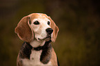 Beagle portrait