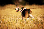 standing Beagle