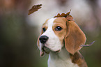 Beagle puppy portrait