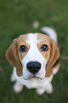 sitting Beagle puppy