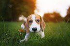lying Beagle puppy