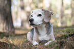 lying Beagle