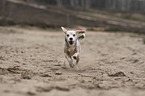 running Beagle