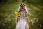 Beagle portrait