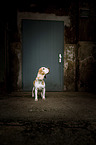 standing Beagle