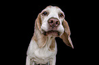 Beagle portrait