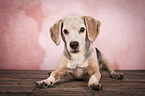 lying Beagle