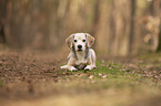 lying Beagle