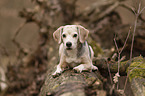 lying Beagle