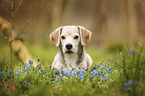 lying Beagle